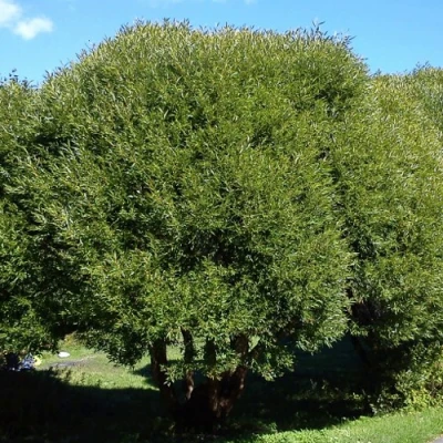 Ива ломкая  в Улан-Удэ