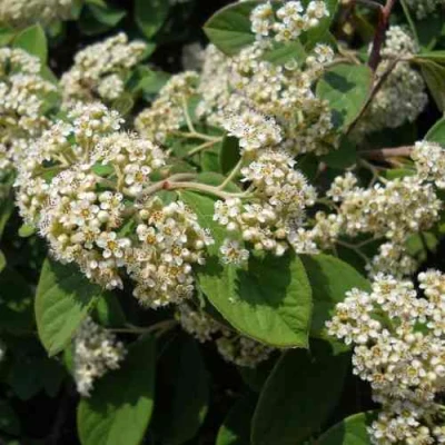 Кизильник пузырчатый в Улан-Удэ