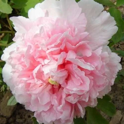 Пион БУКЕТ РОЗОВЫХ ГВОЗДИК древовидный в Улан-Удэ