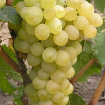 Виноград АВГУСТИН в Улан-Удэ