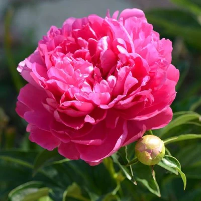 Пион БУШЕЛА травянистый в Улан-Удэ