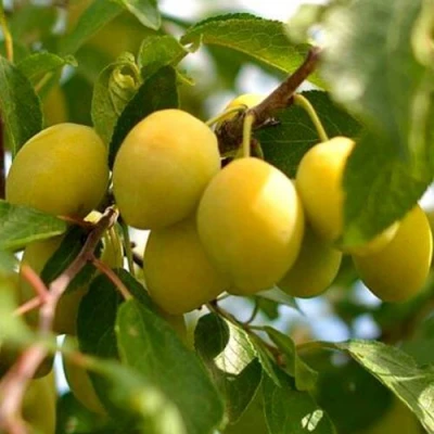 Слива ОЧАКОВСКАЯ ЖЕЛТАЯ в Улан-Удэ