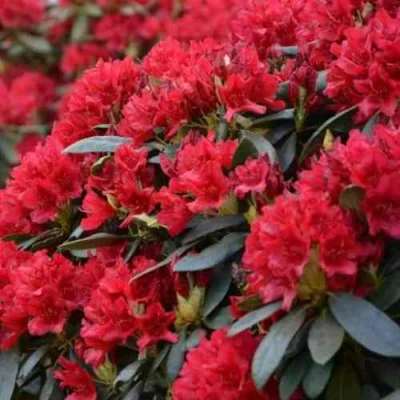 Рододендрон БУЗУКИ в Улан-Удэ