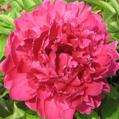 Пион ПУРПУРНЫЙ ФЕНИКС травянистый в Улан-Удэ