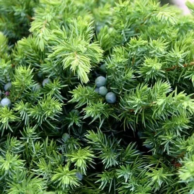 Можжевельник ШЛЯГЕР прибрежный в Улан-Удэ