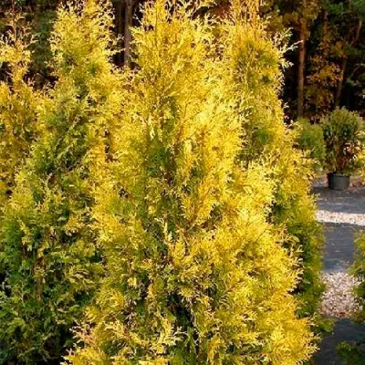 Туя ЕВРОПА ГОЛД западная в Улан-Удэ