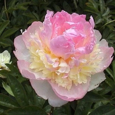 Пион РАСБЕРРИ САНДЕЙ травянистый в Улан-Удэ