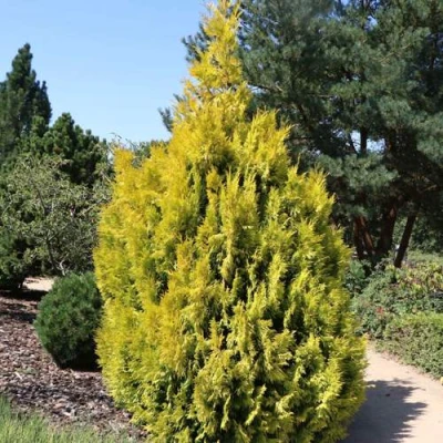 Туя СТОУНХАМ ГОЛД складчатая в Улан-Удэ