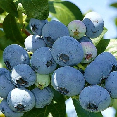 Голубика НУИ в Улан-Удэ