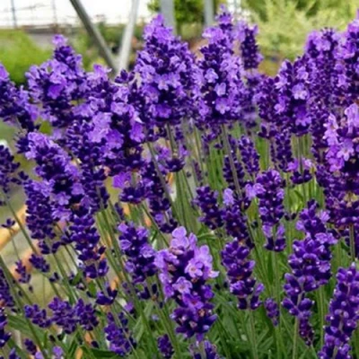 Лаванда ХИДКОТ БЛЮ узколистная в Улан-Удэ