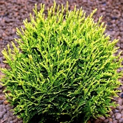 Туя ВОТЕРФИЛД западная в Улан-Удэ