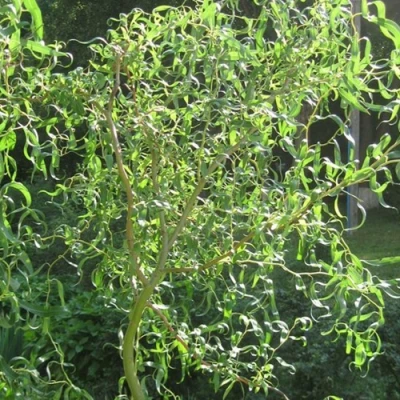 Ива МАТСУДАНА в Улан-Удэ