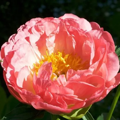 Пион КОРАЛ БИЧ травянистый в Улан-Удэ