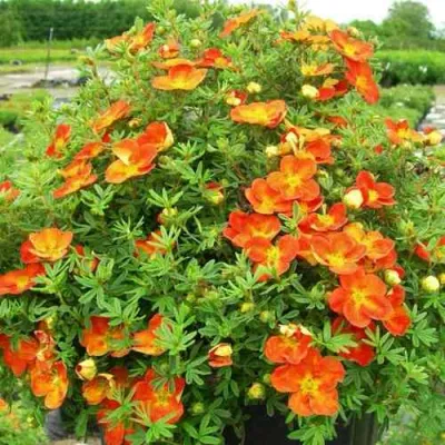 Лапчатка ОРАНЖСТАР кустарниковая в Улан-Удэ