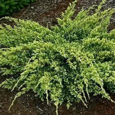 Можжевельник ДРИМ ДЖОЙ чешуйчатый в Улан-Удэ