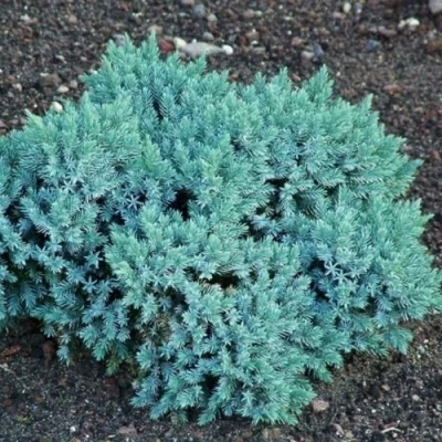 Можжевельник БЛЮ СТАР чешуйчатый в Улан-Удэ