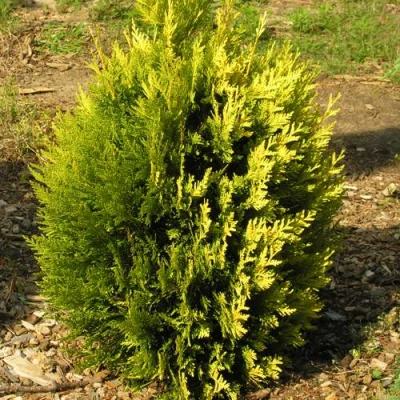 Туя КОППЕР ГОЛД западная в Улан-Удэ