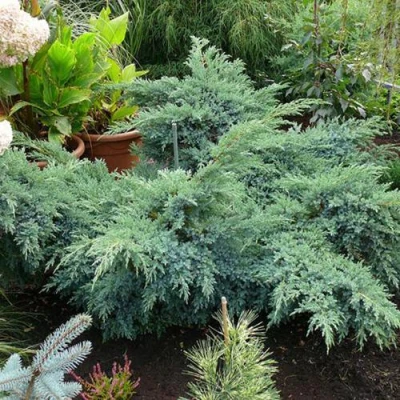 Можжевельник БЛЮ ШВЕД (СВИД) чешуйчатый в Улан-Удэ