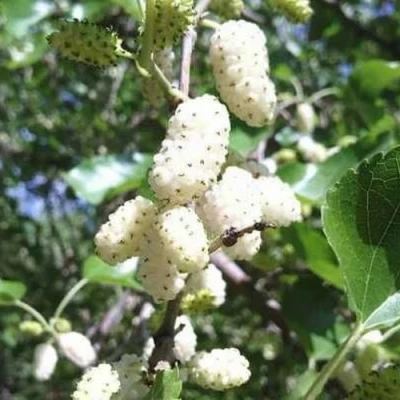 Шелковица БЕЛАЯ МЕДОВАЯ в Улан-Удэ