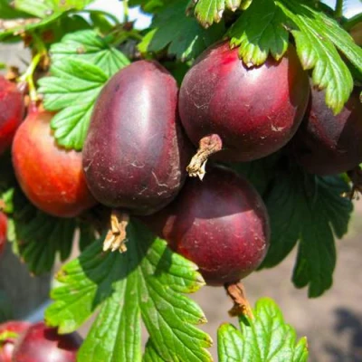 саженцы крыжовника черносливового