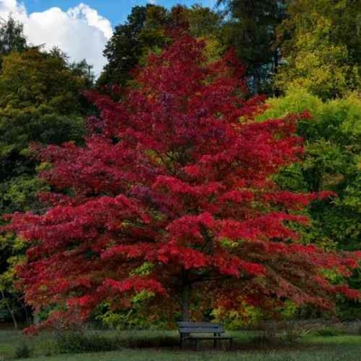 Дуб болотный в Улан-Удэ