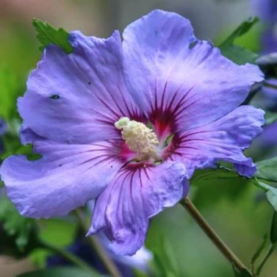 Гибискус МАРИНА сирийский в Улан-Удэ