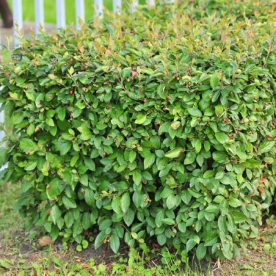 Кизильник блестящий в Улан-Удэ