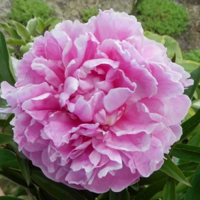 Пион РИМ травянистый в Улан-Удэ