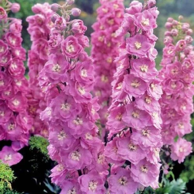 Дельфиниум ДЕЛЬФИС ПИНК ПАУЭ высокий в Улан-Удэ