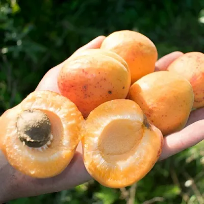 Абрикос ХАРГРАНД в Улан-Удэ