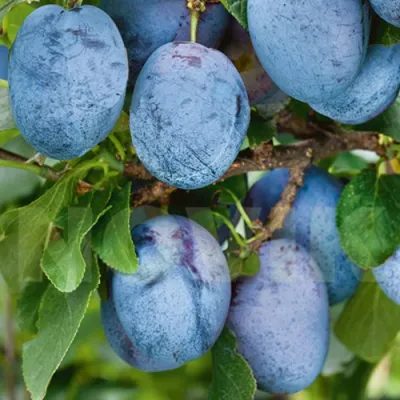 Слива ОДА в Улан-Удэ