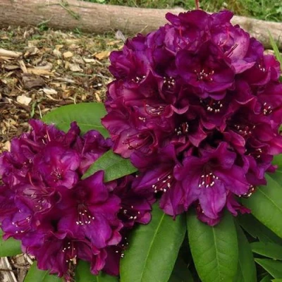 Рододендрон ПОЛАРНАХТ в Улан-Удэ