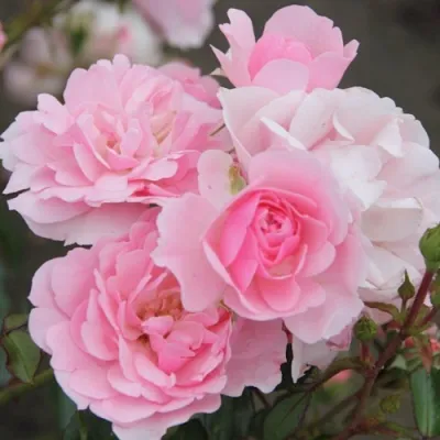 Роза БОНИКА флорибунда в Улан-Удэ