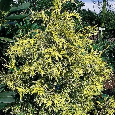 Туя ЗЕБРИНА ЭКСТРА ГОЛД складчатая в Улан-Удэ