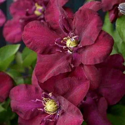 Клематис ЯН III СОБЕСКИ в Улан-Удэ