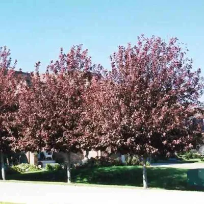 Черемуха виргинская ШУБЕРТ в Улан-Удэ