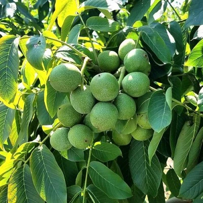 Грецкий орех  ИЗЯЩНЫЙ в Улан-Удэ