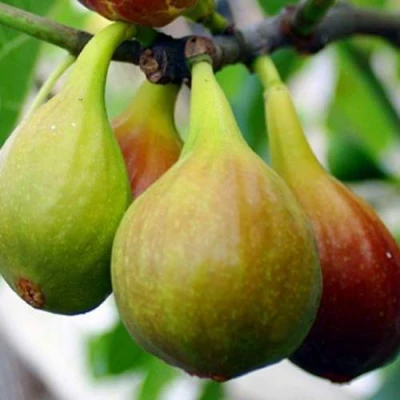 Инжир ДАЛМАТСКИЙ в Улан-Удэ