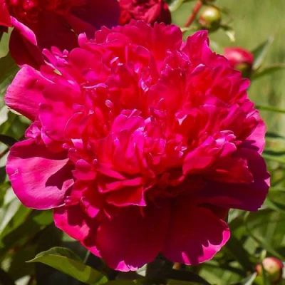 Пион БИГ БЕН травянистый в Улан-Удэ