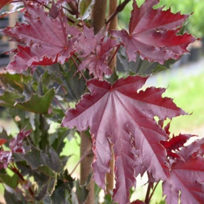 Клен КРИМСОН СЕНТРИ остролистный в Улан-Удэ