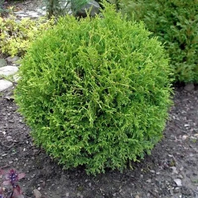 Туя ХОЗЕРИ западная в Улан-Удэ