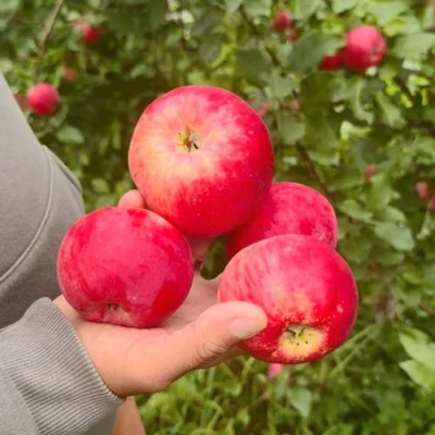 Яблоня АКСЕНА в Улан-Удэ