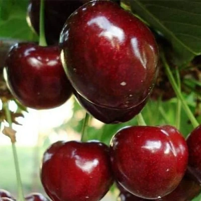 Черешня ЛАПИНС в Улан-Удэ