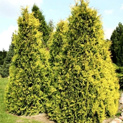 Туя САЛЛАНД западная в Улан-Удэ