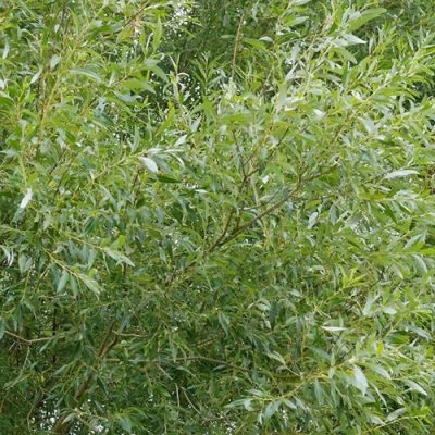 Ива ВИТЕЛЛИНА белая  в Улан-Удэ