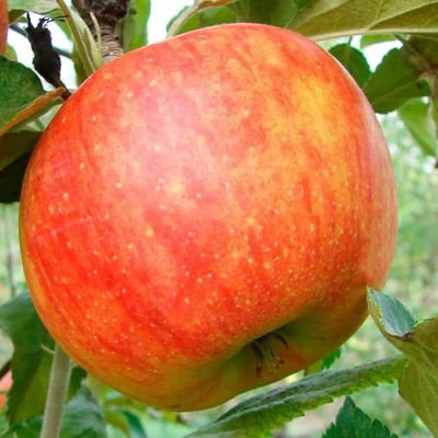 Яблоня ЦЕЛЕСТЕ в Улан-Удэ