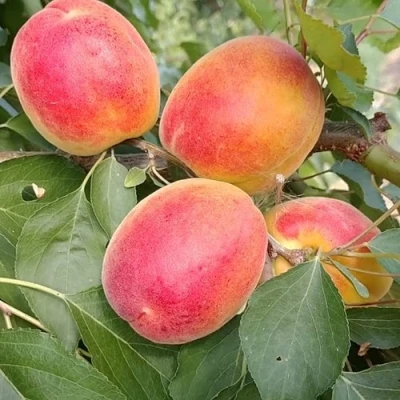 Абрикос ОСОБЕННЫЙ ДЕНИСЮКА в Улан-Удэ