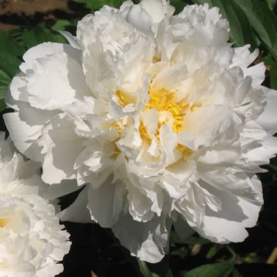 Пион БОУЛ ОФ КРИМ травянистый в Улан-Удэ