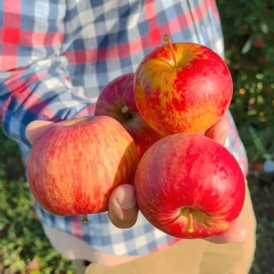 Яблоня КРАСАВИТА в Улан-Удэ