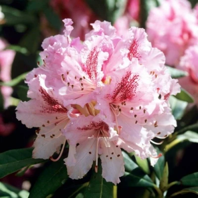 Рододендрон ЧИР в Улан-Удэ